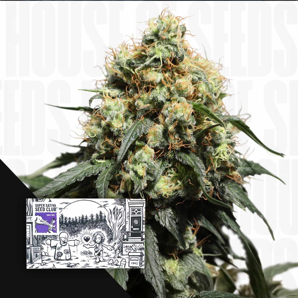 Bruce Lemon Diesel - House of Seeds