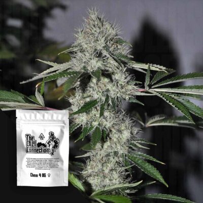 Chem 4 OG - House of Seeds