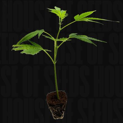 Critical+ 2.0 – House of Seeds