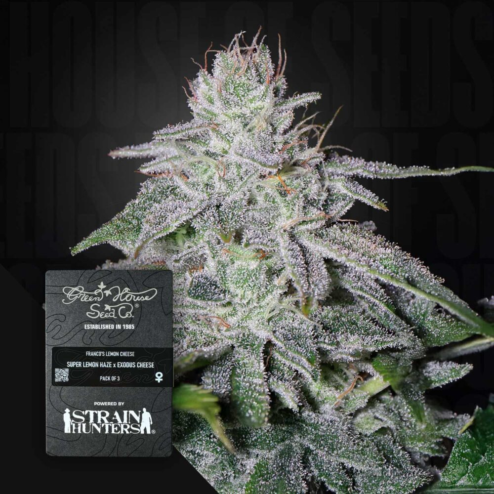 Franco's Lemon Cheese - House of Seeds