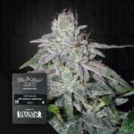 Franco's Lemon Cheese