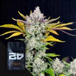 Gorilla Cookies Auto