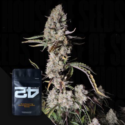 Gorilla Zkittlez Auto - House of Seeds