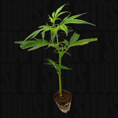 Mandarin Cookies R1 V2 – House of Seeds