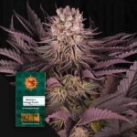 Mimosa x Orange Punch