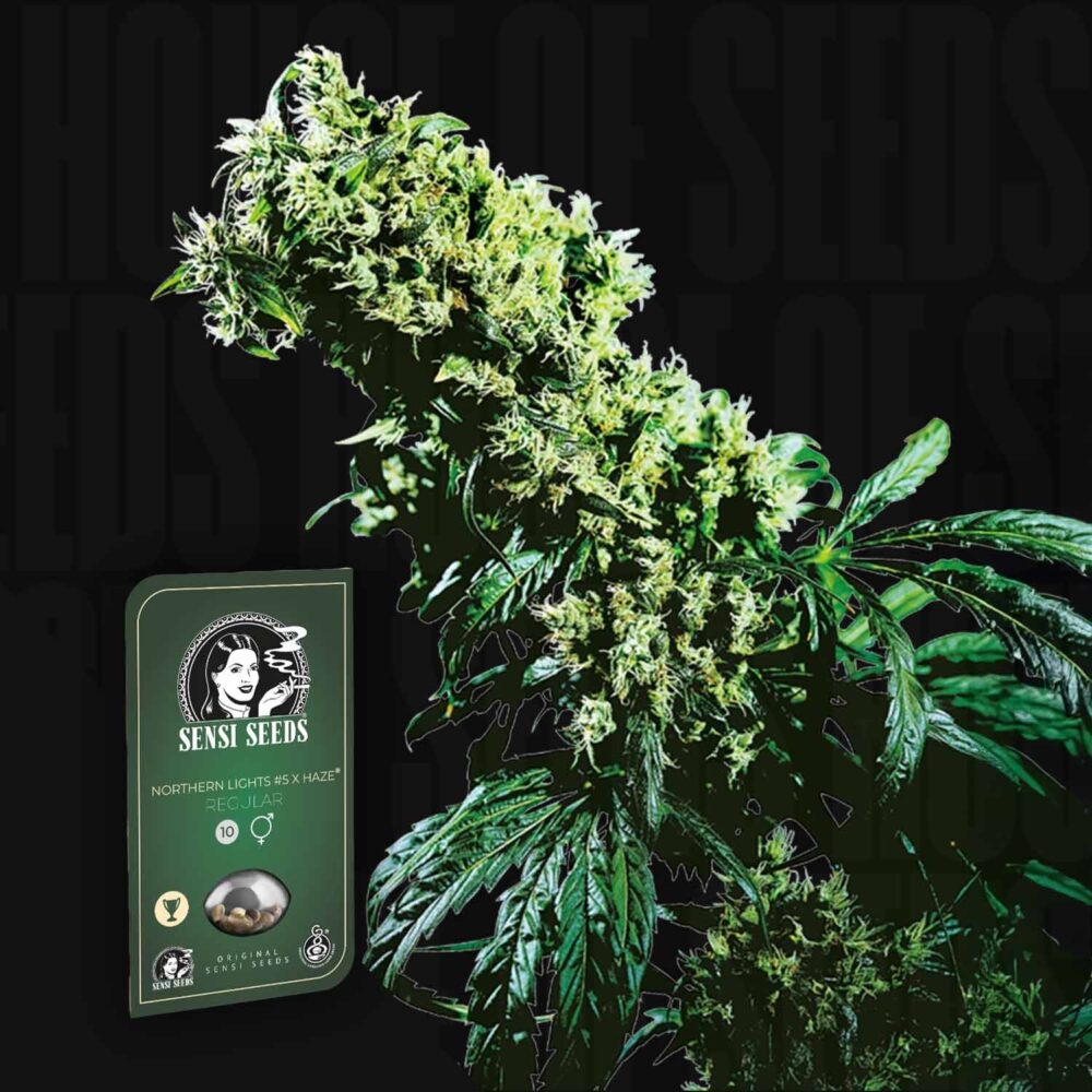 Northern Lights No 5 x Haze - House of Seeds