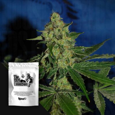 OGiesel - House of Seeds
