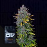 Pineapple Express Auto