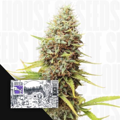 Sour Tangie Dawg - House of Seeds