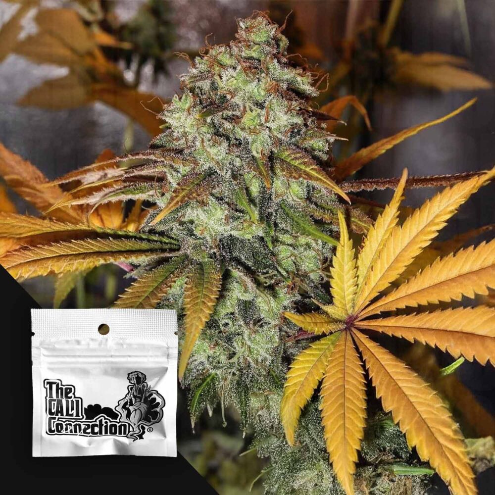 Strawberry OG - House of Seeds