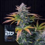 Tropicana Cookies Auto