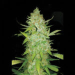 Ak-47 Autoflower Seeds 21% THC