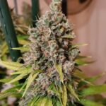 Ak-47 Seeds Feminisiert 23% THC