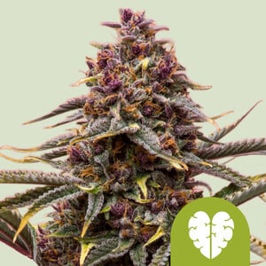 Alien OG – Royal Queen Seeds