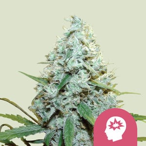 AMG - Amnesia Mac Ganja - Royal Queen Seeds
