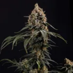 Amnesia Core Cut Steckling