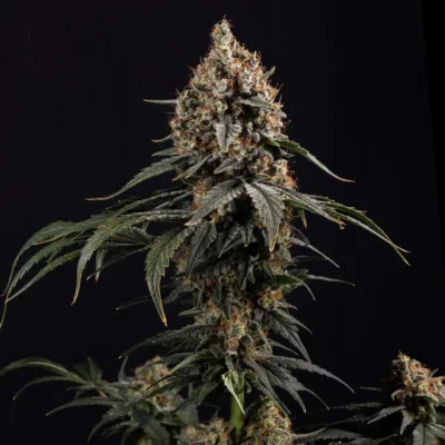 Amnesia Core Cut Steckling - Lucky Hemp