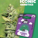 Amnesia Haze Iconic Seeds
