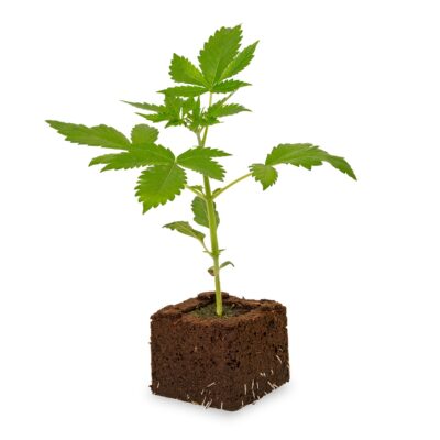 Amnesia Haze Sämling Automatic - Hanfgarten