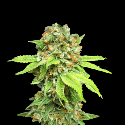 Amnesia Haze Samen Feminisiert - Lucky Hemp