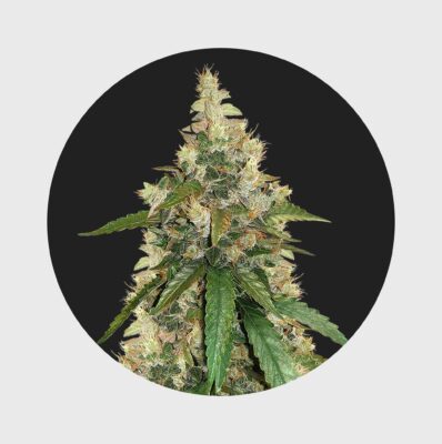 Amsterdams Finest Super Skunk 22% THC auto flowering - Flower Power