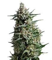 Anesthesia - Herbies