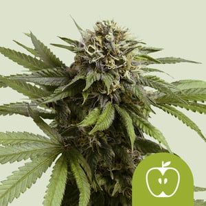 Apple Fritter Auto - Royal Queen Seeds