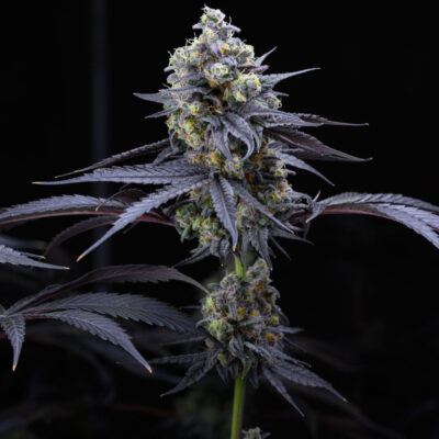 Apples and Bananas Samen Feminisiert - Lucky Hemp