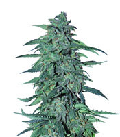 Auto AK XXL - Herbies