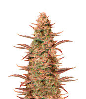 Auto Banana Blaze - Herbies