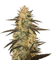 Auto Blueberry Ghost OG - Herbies