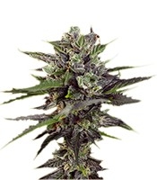 Auto Blueberry - Herbies