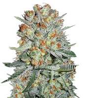 Auto Bubble - Herbies