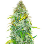 Auto Colorado Cookies