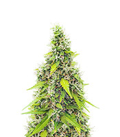 Auto GG#4 Original Glue F1 - Herbies