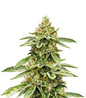 Auto Ghost OG - Herbies