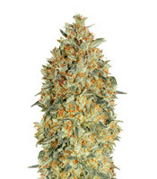 Auto Gorilla Blue - Herbies