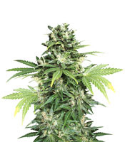 Auto Kaya 47 - Herbies