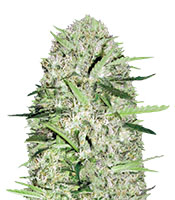 Auto Parmesan - Herbies
