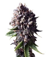 Auto Purple - Herbies