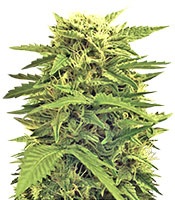 Auto Super Hash - Herbies
