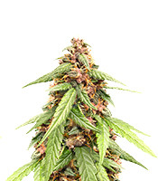 Auto Super OG Kush - Herbies