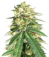 Auto White Widow x Big Bud - Herbies