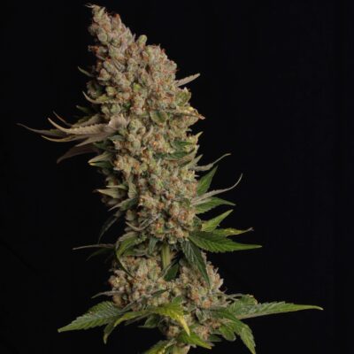 Banana Kush Samen Feminisiert - Lucky Hemp