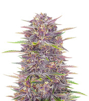 Banana Purple Punch Auto - Herbies
