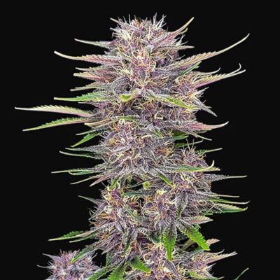 Banana Purple Punch Autoflowering - Hanfgarten