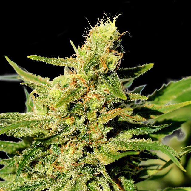 Bcn Diesel Cbd - Kannabia