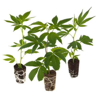 Bestseller Stecklinge 3er-Set - Hanfgarten