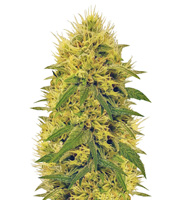 Big Bud - Herbies