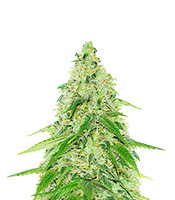 Black Beauty CBD - Herbies